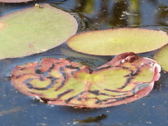 Polypedilum braseniae