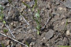 Cryptantha torreyana