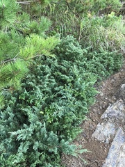 Juniperus procumbens