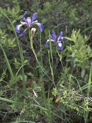 Iris prismatica