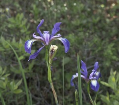 Iris prismatica