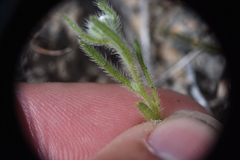 Cryptantha torreyana