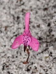 Disa obliqua