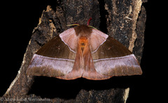 Dirphiopsis wanderbilti