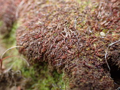 Jungermannia rubra