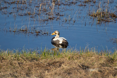 Somateria fischeri