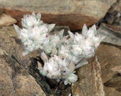 Stylocline psilocarphoides