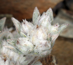 Stylocline psilocarphoides