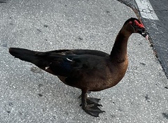 Cairina moschata domestica