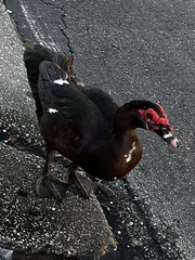 Cairina moschata domestica