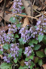 Ajuga nipponensis
