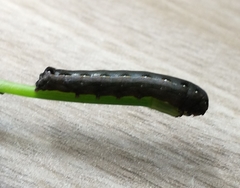 Spodoptera cosmioides