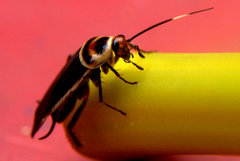 Pseudomops interceptus