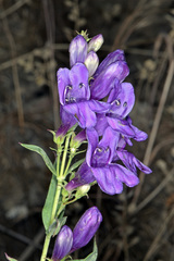 Penstemon platyphyllus