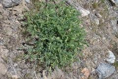 Astragalus collinus