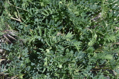 Astragalus collinus