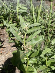 Asclepias speciosa