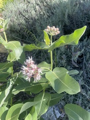 Asclepias speciosa