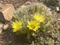 Mammillaria longimamma