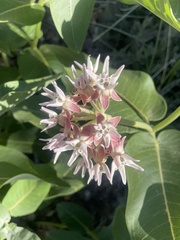 Asclepias speciosa
