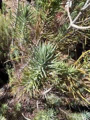 Pinus juarezensis × monophylla