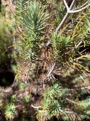 Pinus juarezensis × monophylla