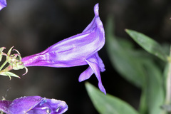 Penstemon platyphyllus