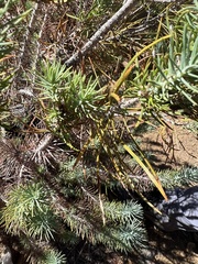 Pinus juarezensis × monophylla