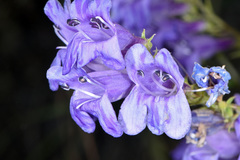 Penstemon platyphyllus