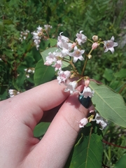 Apocynum × floribundum