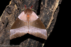 Dirphiopsis wanderbilti