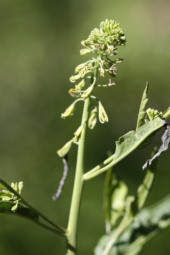 Chlorocrambe hastata (S. Watson) Rydb.