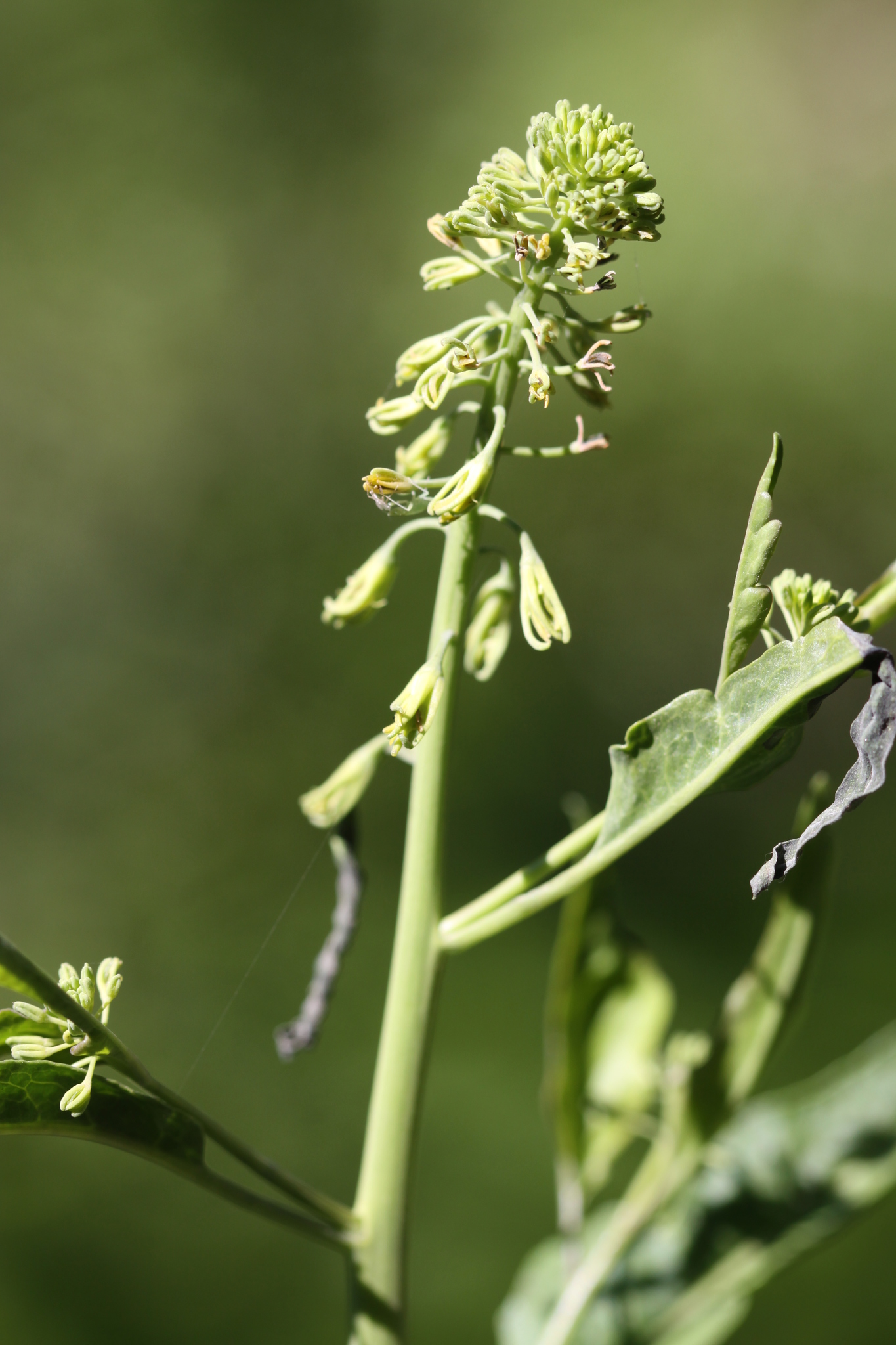 Chlorocrambe