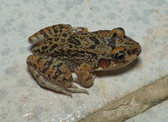 Leptodactylus troglodytes
