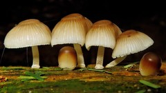 Mycena margarita