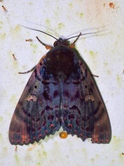 Arcte modesta
