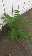 Ailanthus altissima