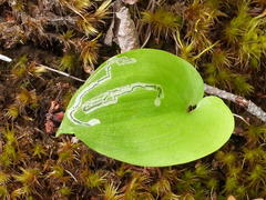 Liriomyza smilacinae