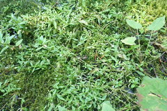 Stellaria umbellata