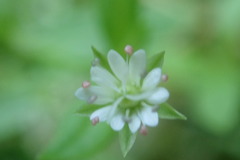Stellaria umbellata