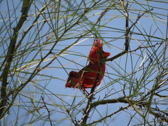 Cardinalis cardinalis superbus