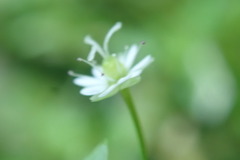 Stellaria umbellata