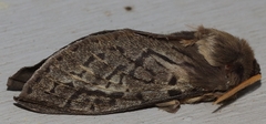 Oxycanus antipoda