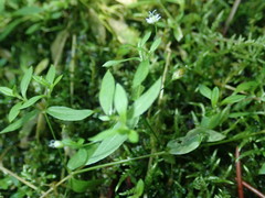 Stellaria umbellata
