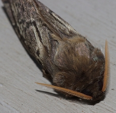 Oxycanus antipoda