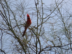 Cardinalis cardinalis superbus
