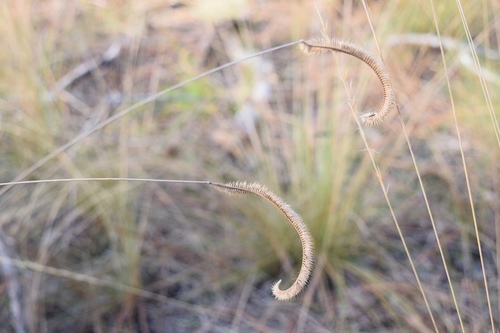 Florida orangegrass (Ctenium floridanum)