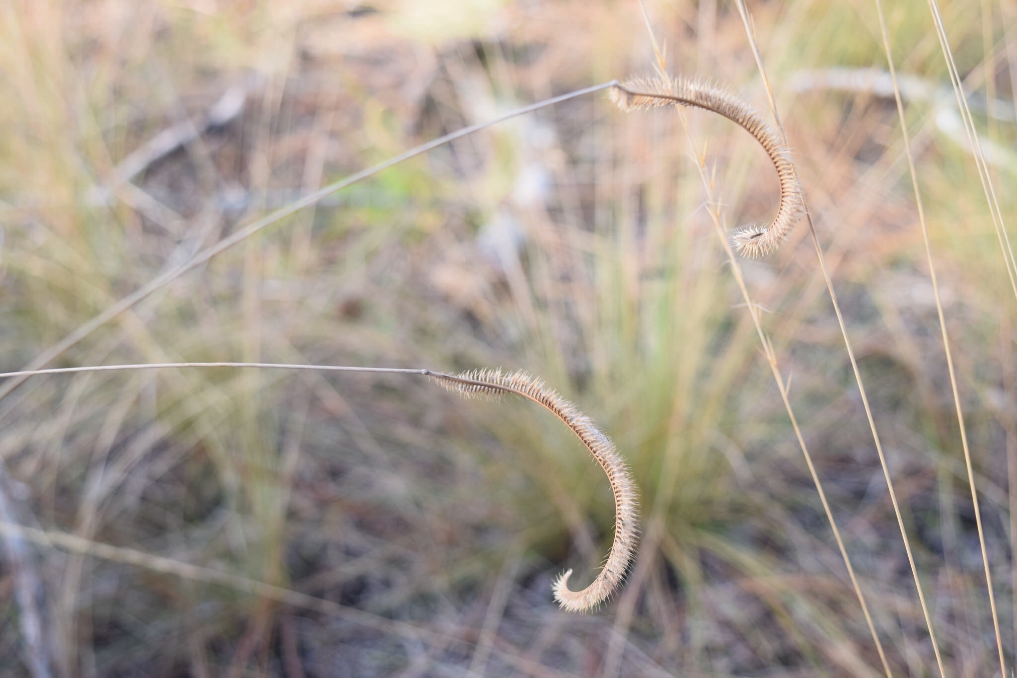 Ctenium floridanum