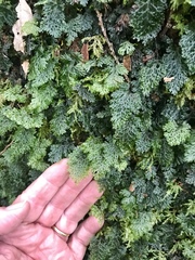 Hymenophyllum barbatum