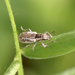 Sitona lineellus